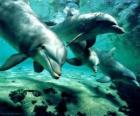 Группа дельфинов, плавающих в море